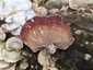 Lilaszegélyű egyrétűtapló (Trichaptum biforme), Mecsek